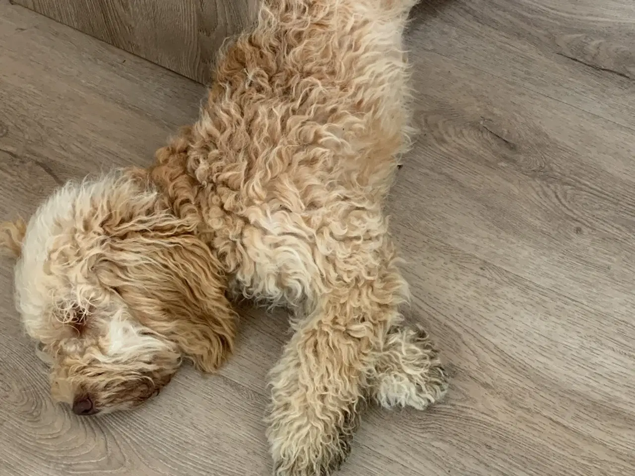 Billede 2 - Cockerpoo søger nyt hjem