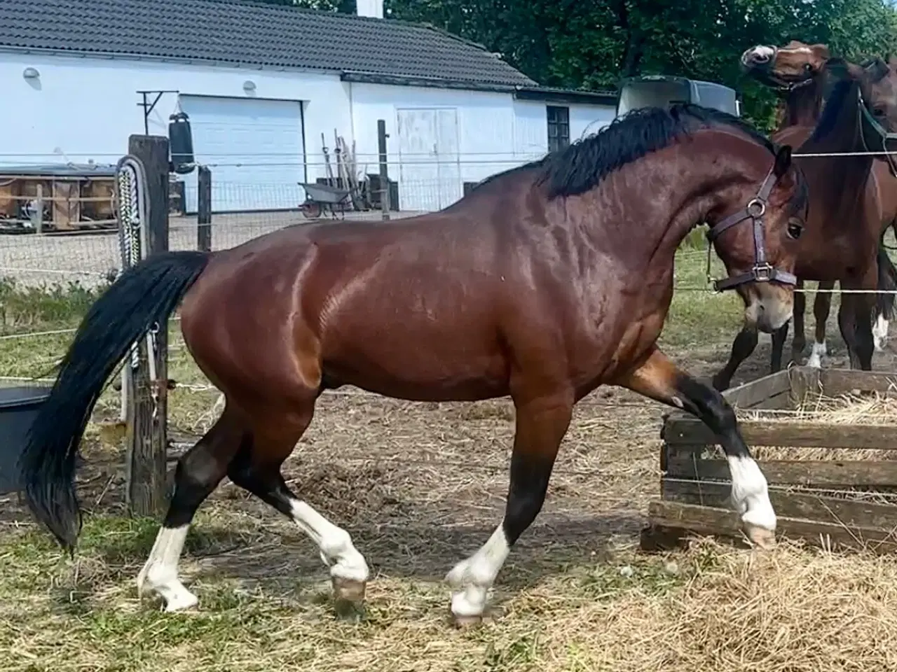 Billede 1 - Bedækning kat 1. WPBR hingst