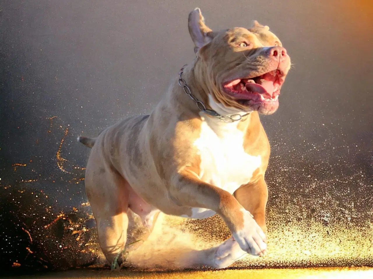 Billede 10 - American Bully tilbydes til avl 