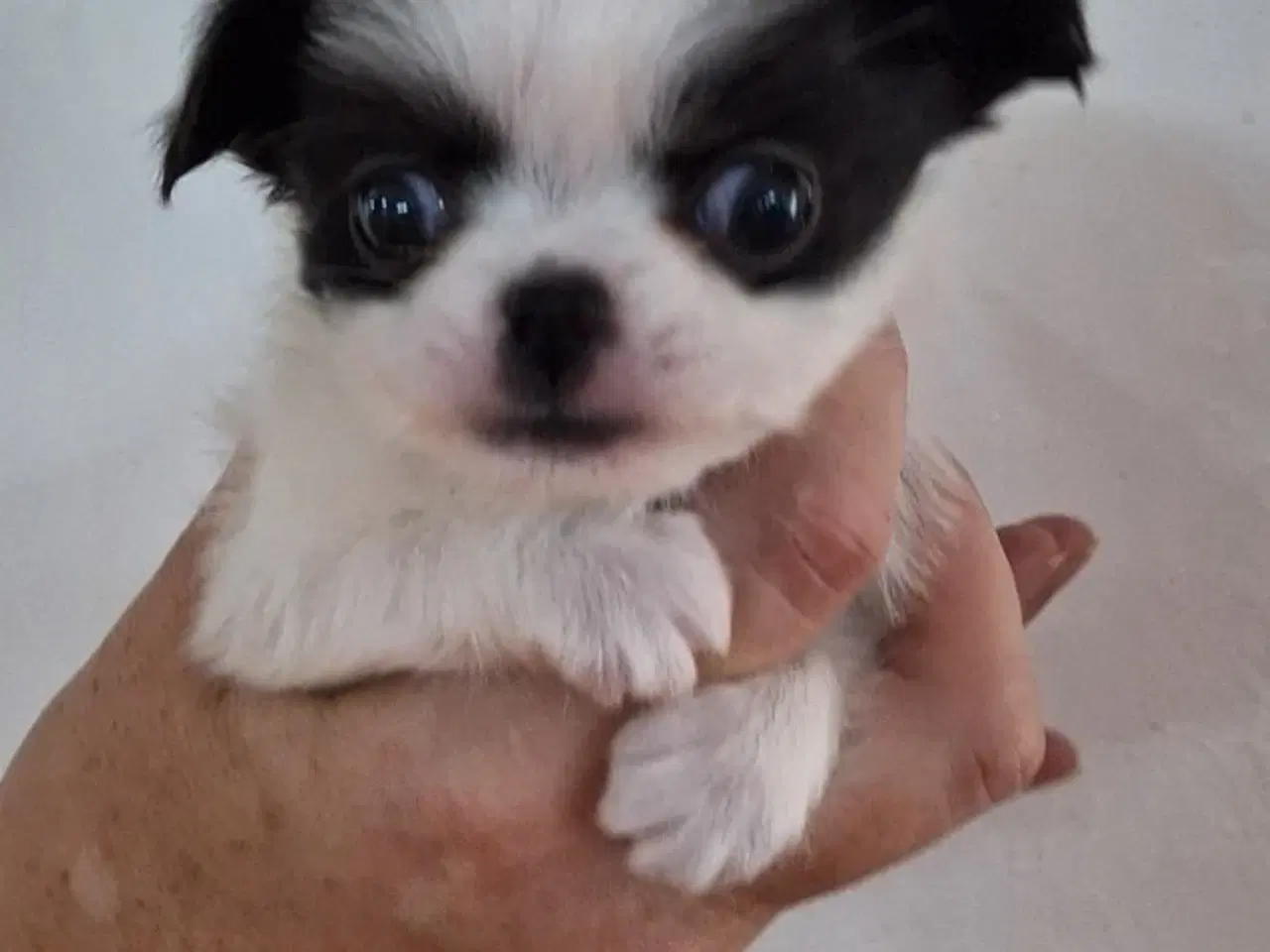 Billede 4 - Chihuahuablandinger
