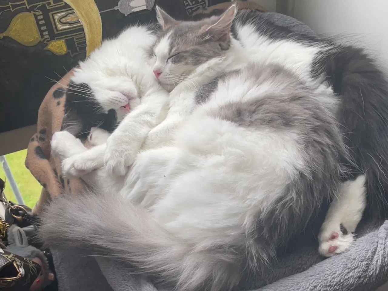 Billede 7 - Flotte main coon blandnings killinger