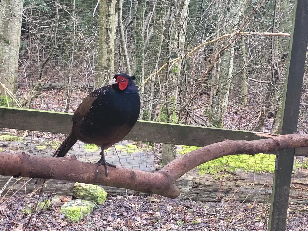 Billede 2 - Fasan kokke