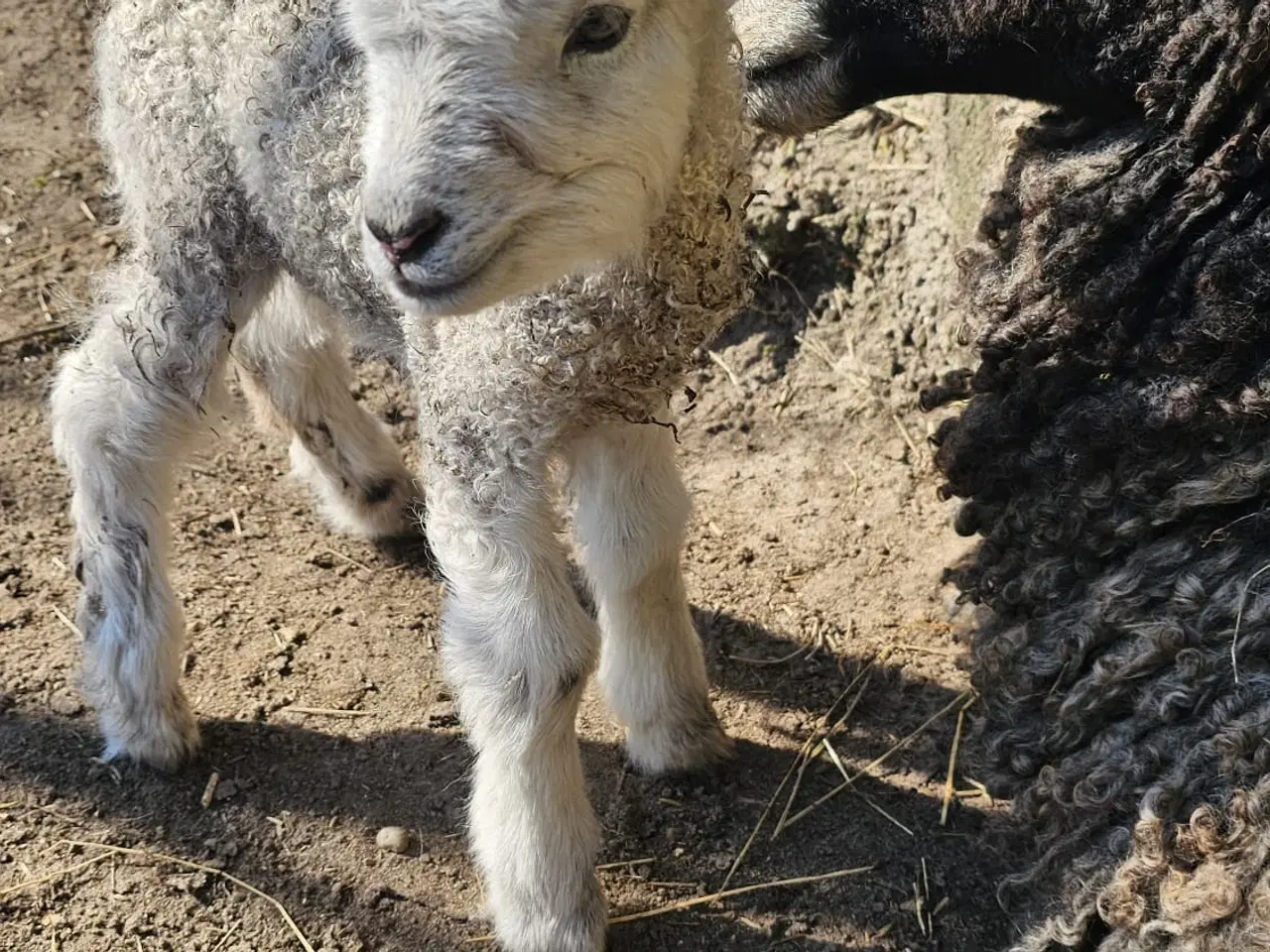 Billede 3 - Gotlænder med 2 lam sælges