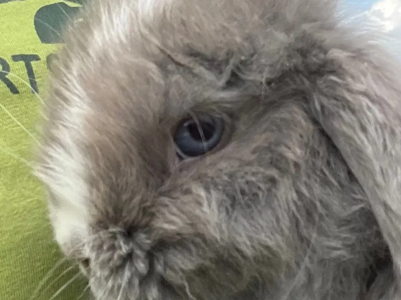 Billede 9 - Mini lop med afkomsattest 