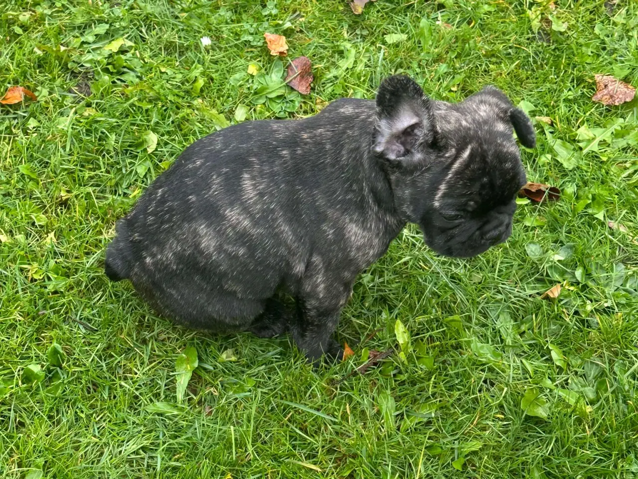 Billede 2 - Fransk bulldog brindle/ blå