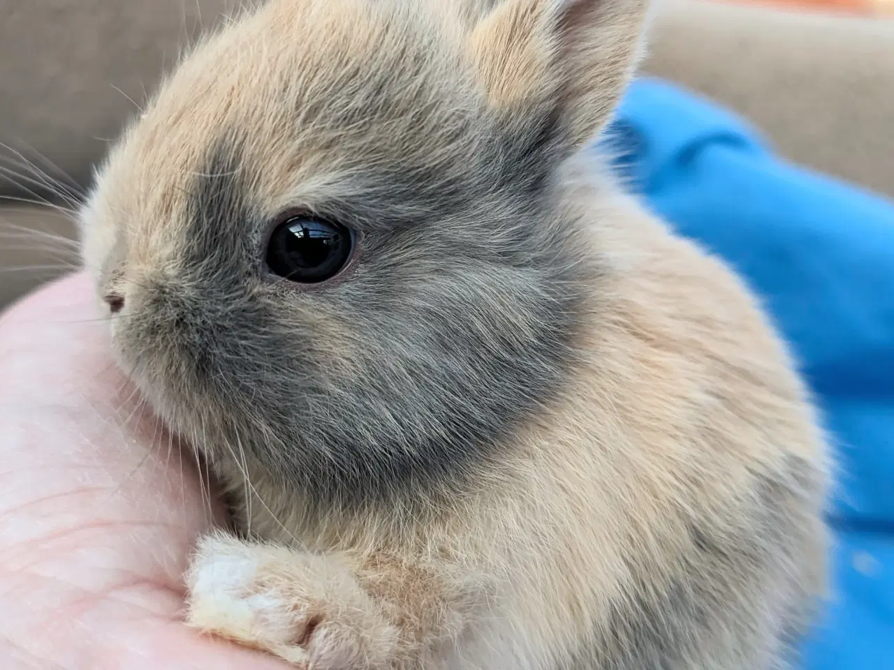 Billede 3 - Hermelin kaninunge sælges