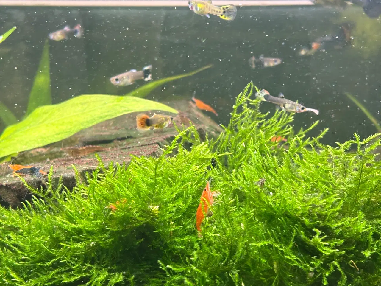 Billede 4 - Guppy