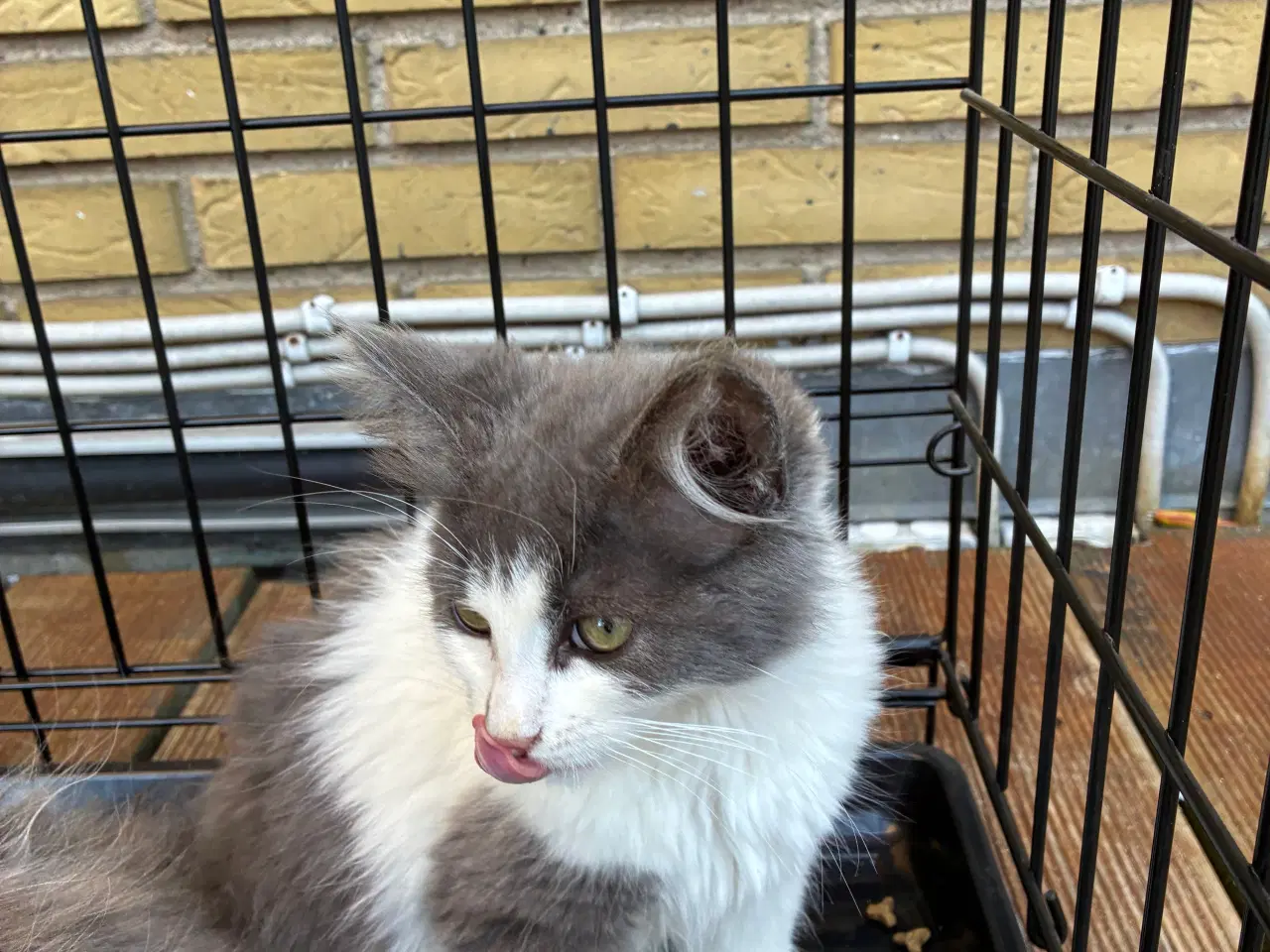 Billede 4 - Maine coon killinger 