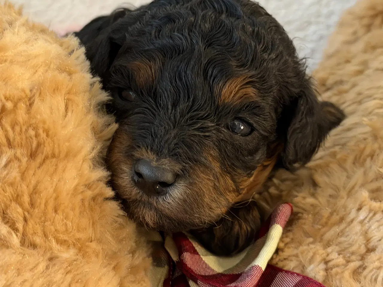 Billede 9 - Cavapoo  slut Maj 