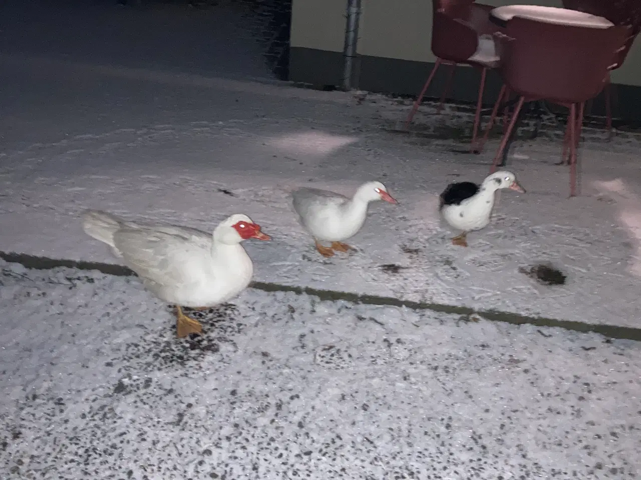 Billede 1 - Moskus ænder