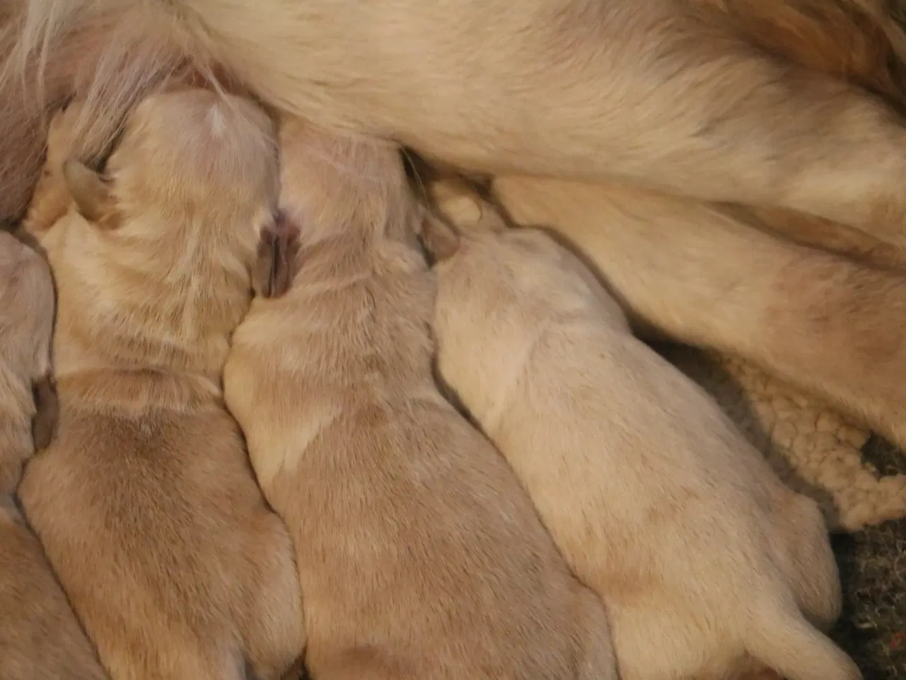 Billede 5 - Verdens smukkeste Golden Retriever hvalpe