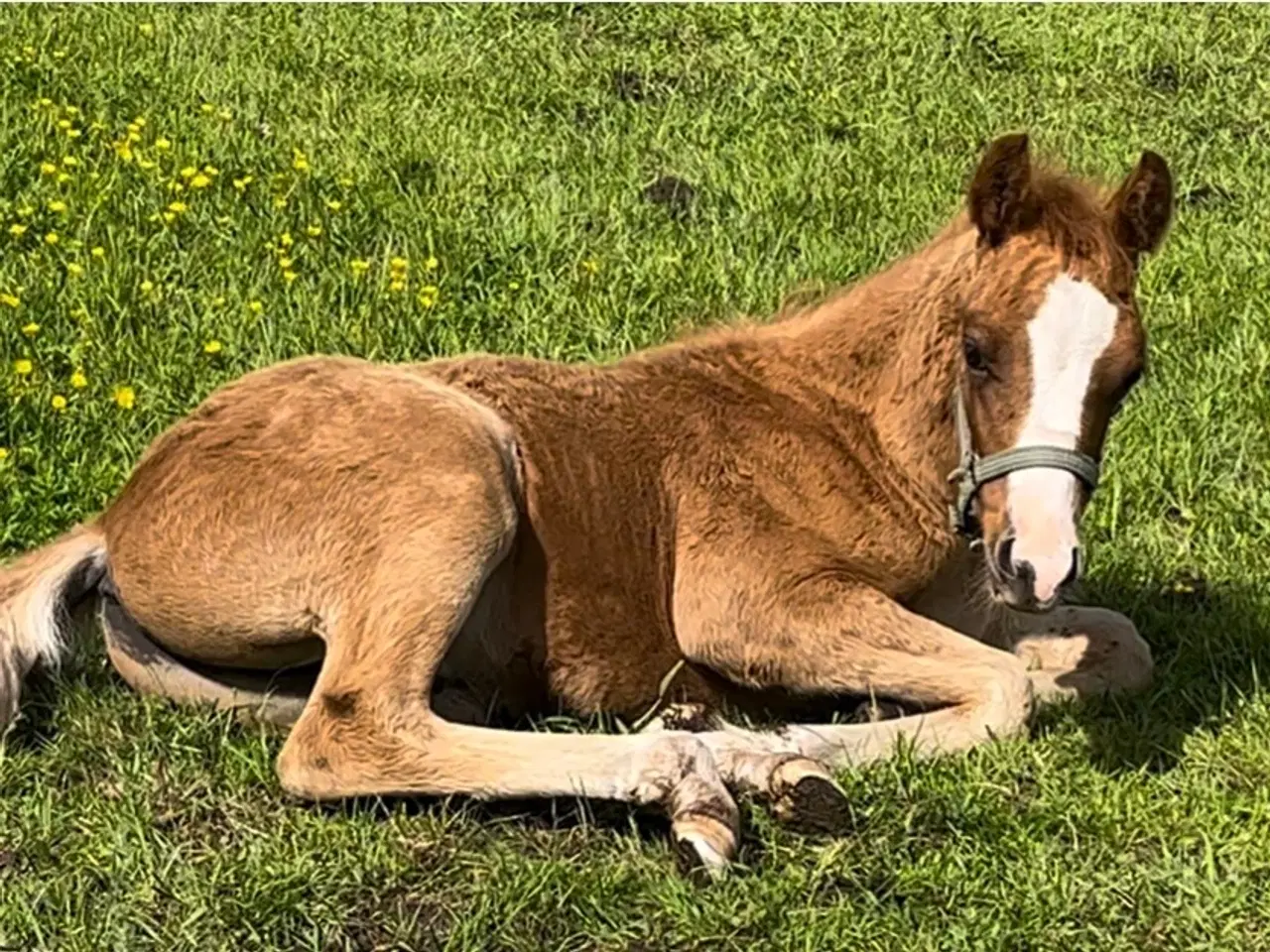 Billede 5 - 3-års kvalitetspony til favorabel pris