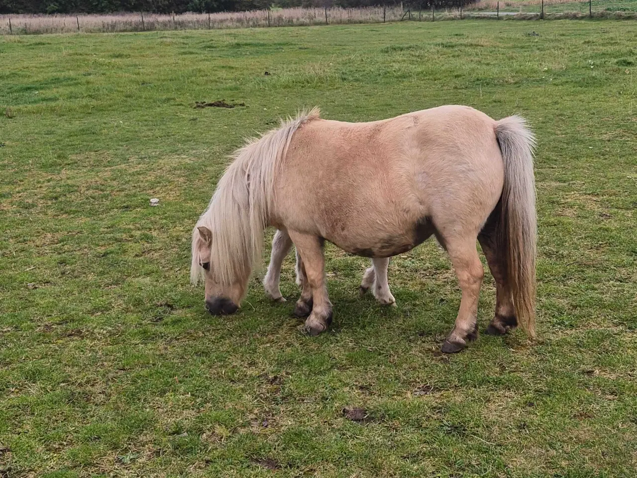 Billede 2 - Palomino hoppe