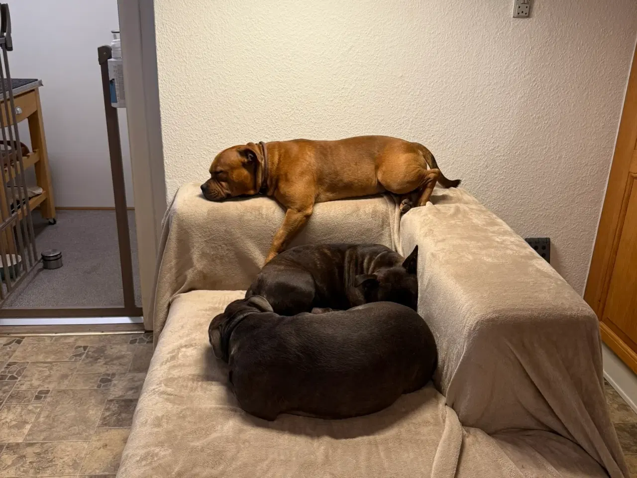 Billede 17 - Staffordshire Bull Terrier - Skøn hanhund