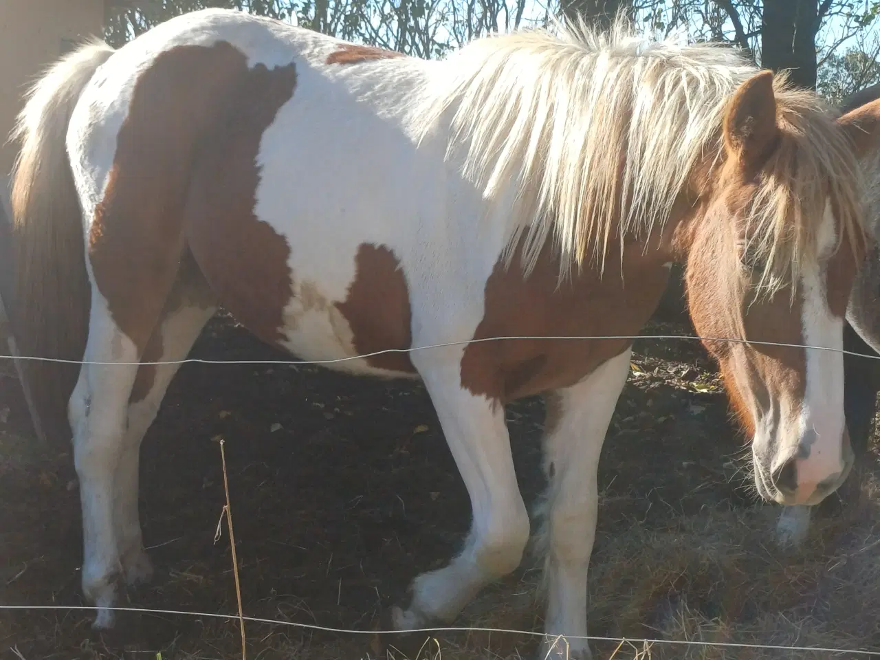 Billede 4 - Hoppeplag bliver 2 i marts