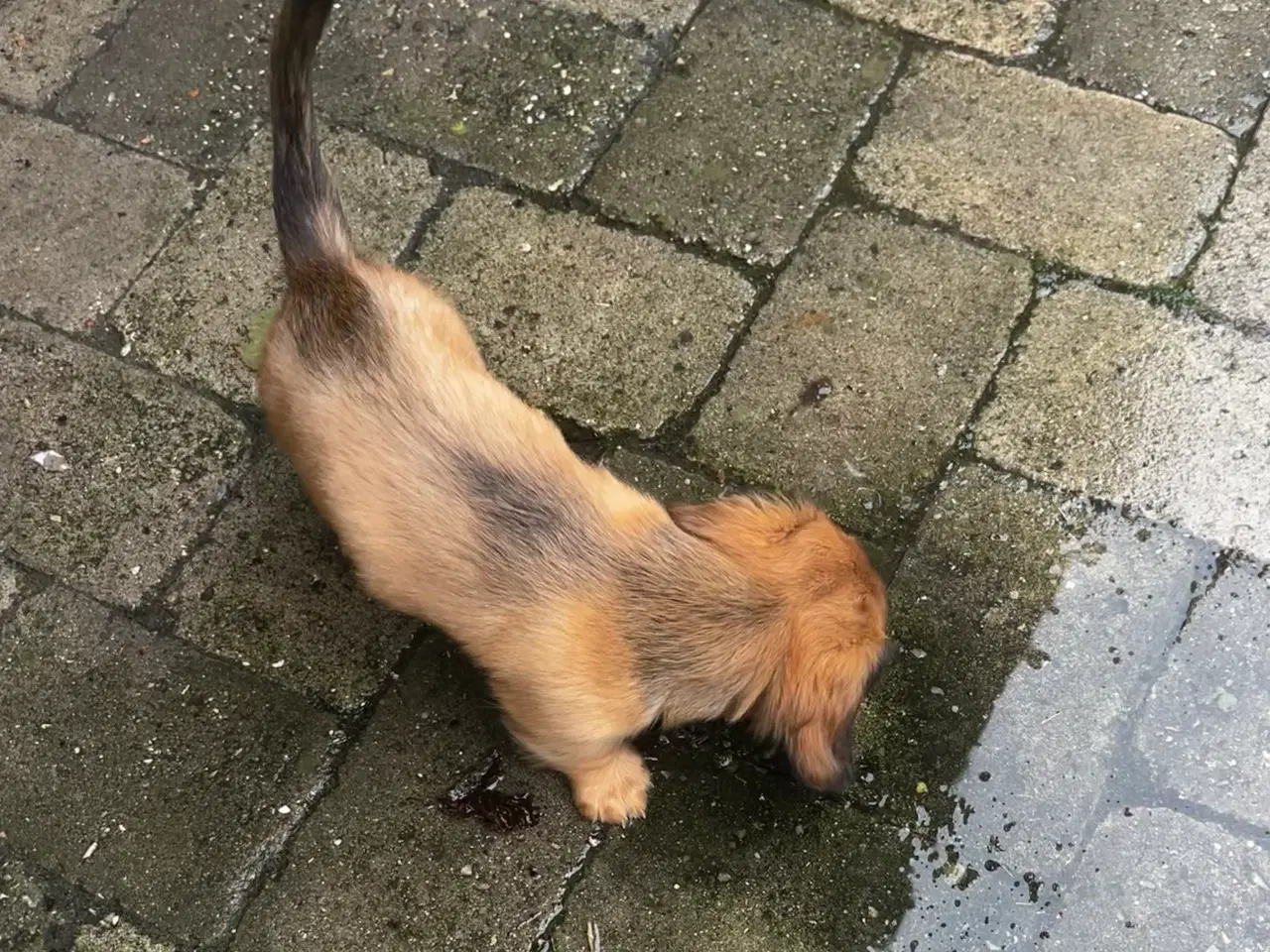 Billede 4 - Langhåret dværggravhundehvalp sælges