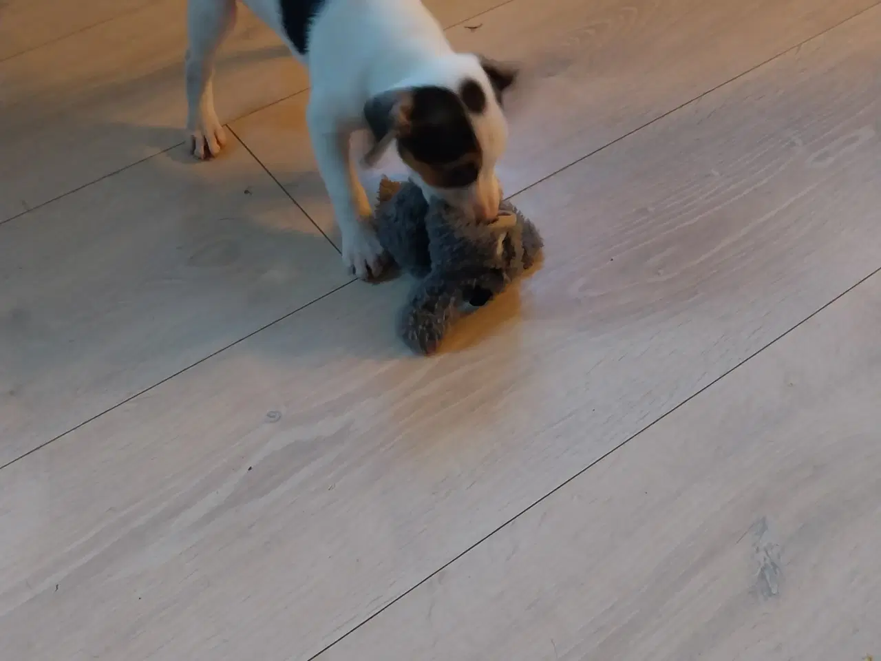 Billede 5 - Dansk svenskgårdhund