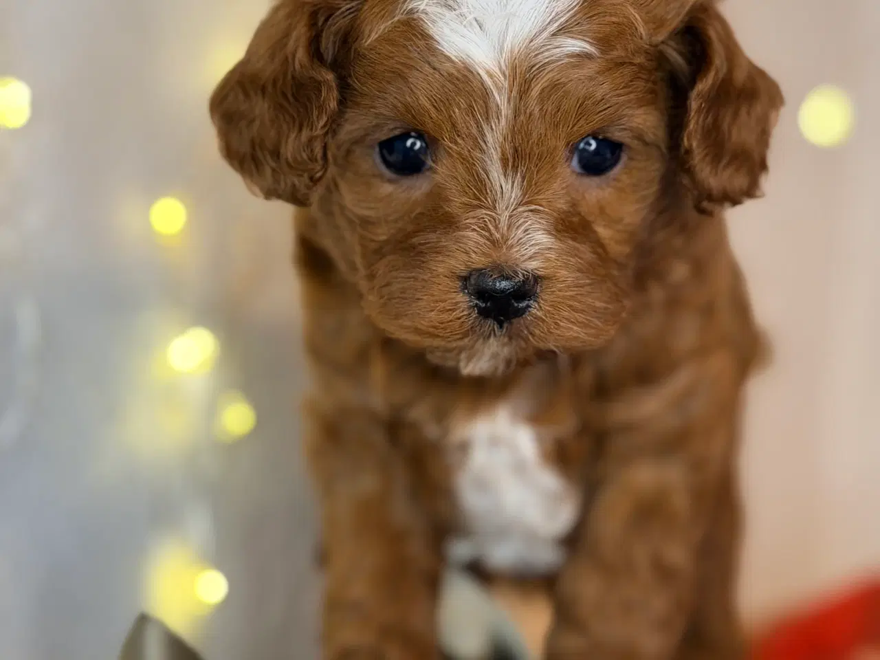 Billede 13 - Cavapoo dreng