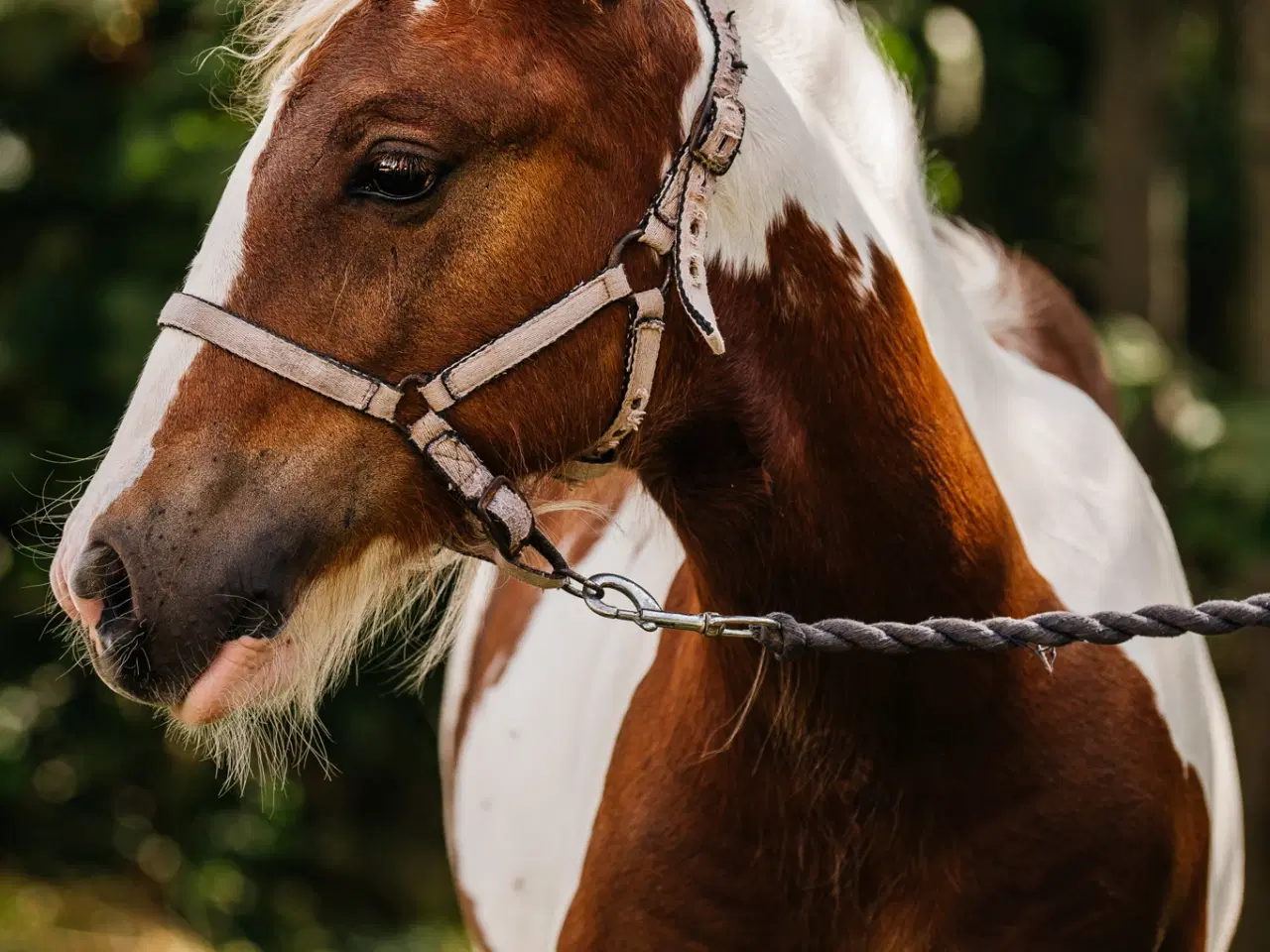 Billede 3 - Smukt Irish cob hingsteføl 