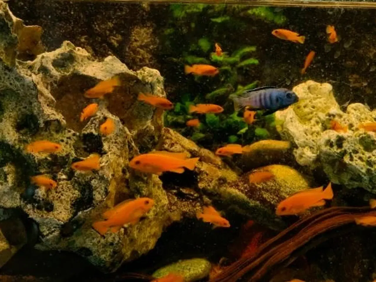 Billede 1 - Ps Saulosi Mbuna