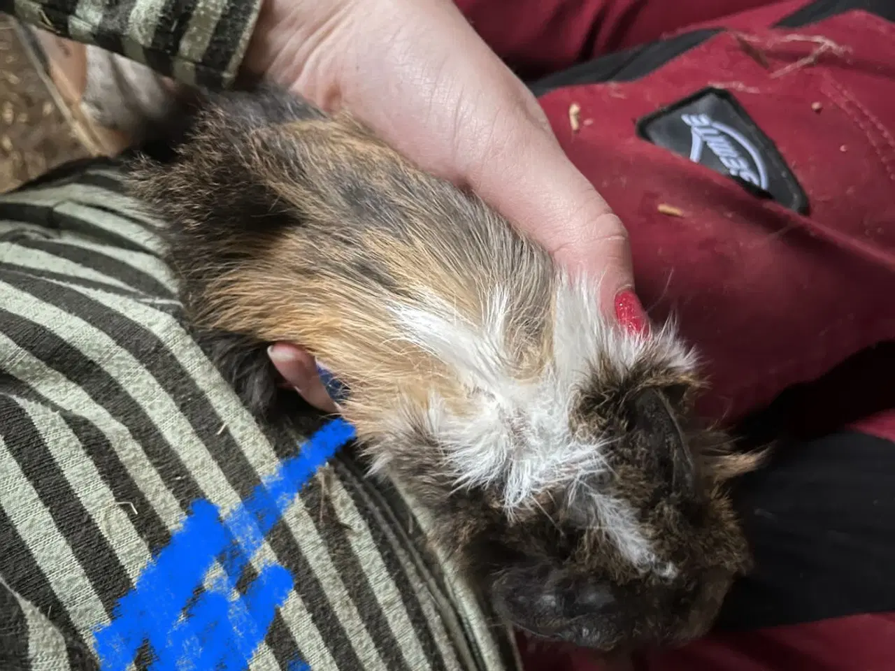 Billede 3 - Marsvin drenge unger og nesten voksne