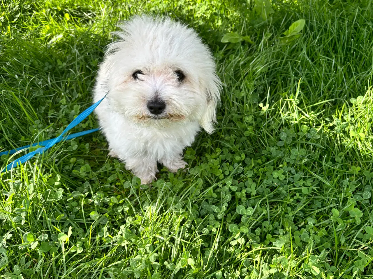 Billede 2 -  Coton de tulear