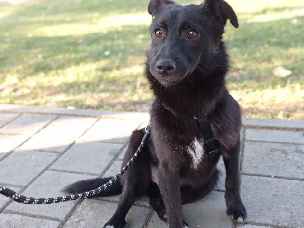 Billede 11 - Negra - super glad lille kærlig pige