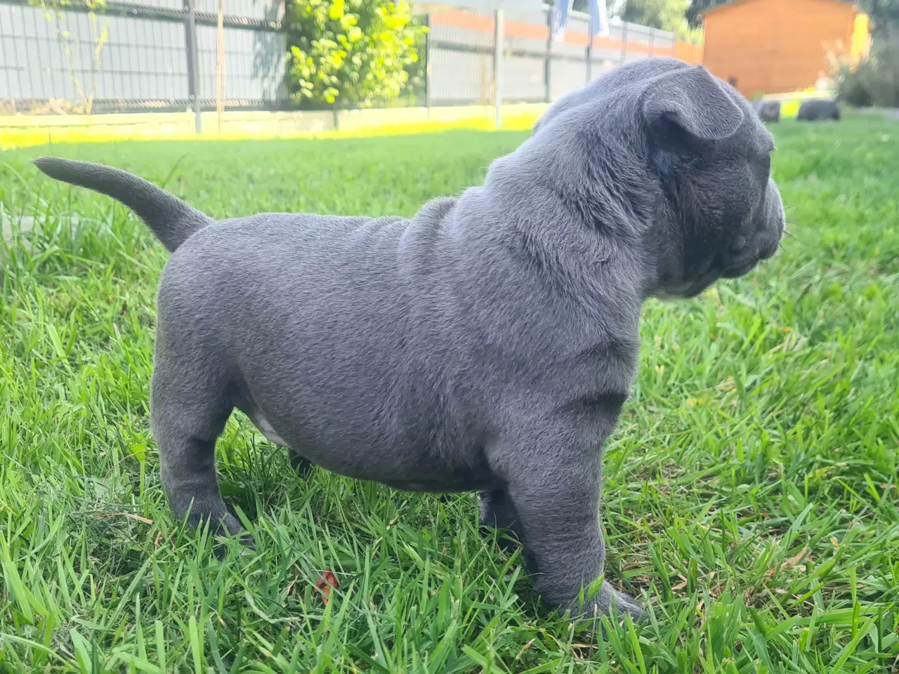 Billede 4 - American Bully Pige Blu 