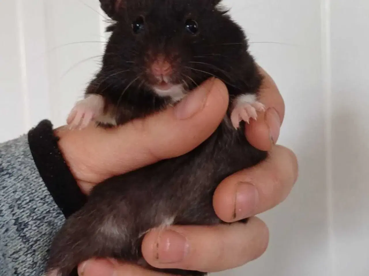 Billede 14 - Guldhamster unger