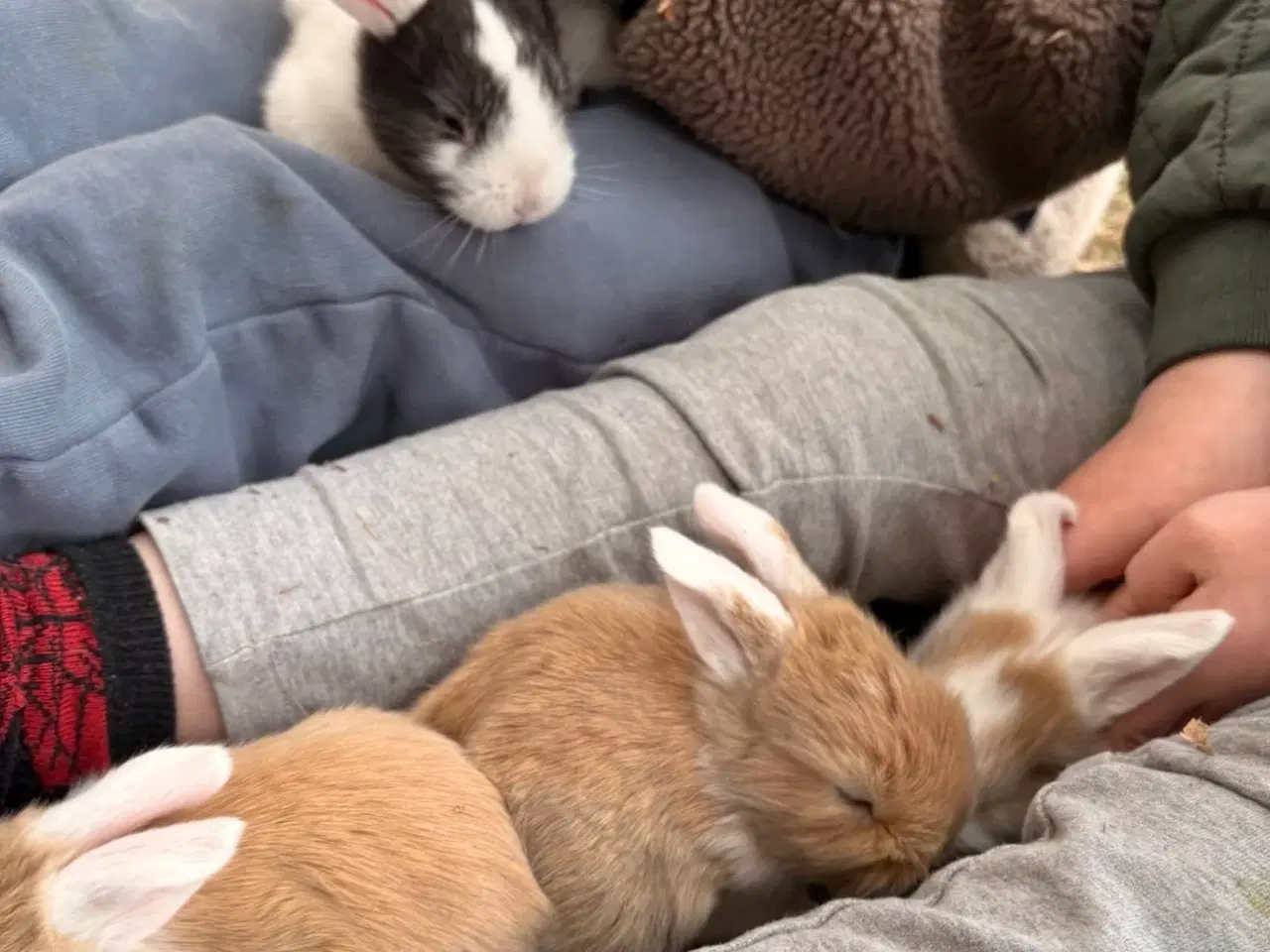 Billede 4 - Tamme Mini-lop kaninunger