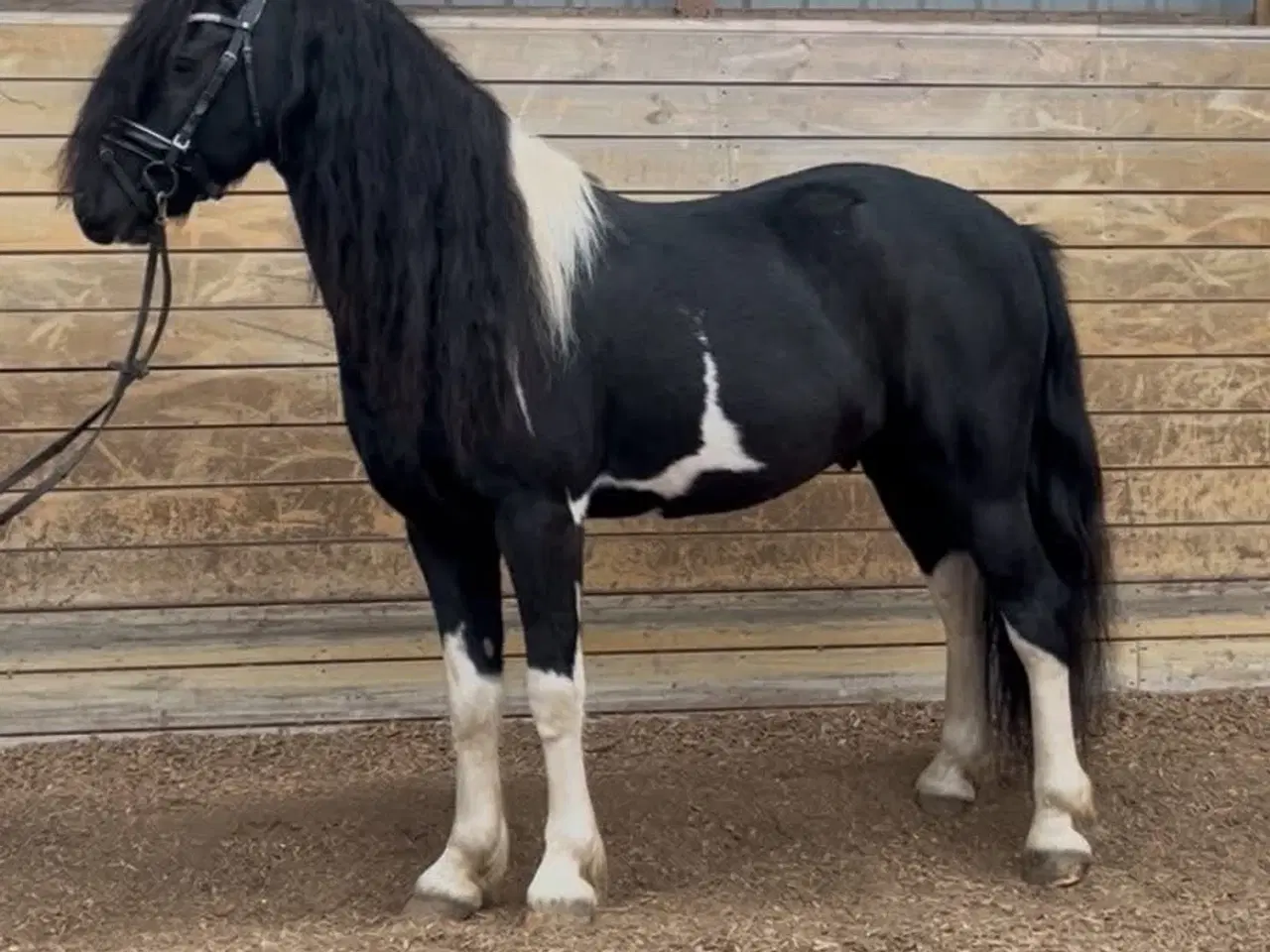 Billede 3 - Super lækker vallak med Wow effekt