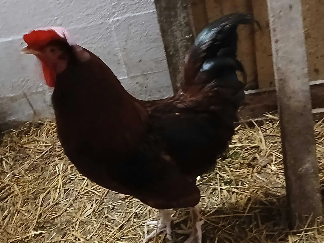 Billede 2 - GOD ET ÅRS HANE TIL SALG  75 kr 