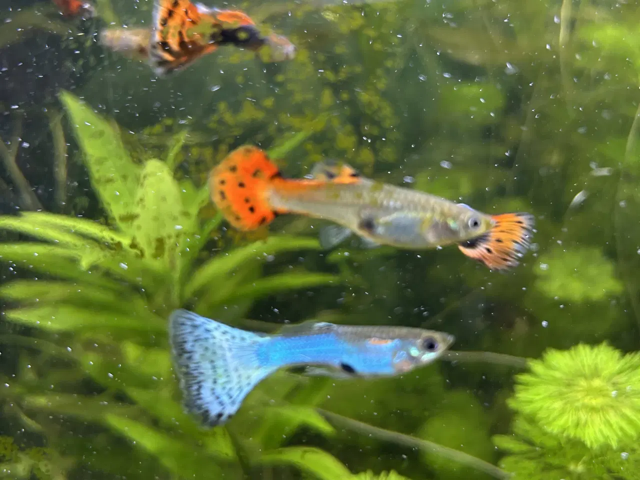 Billede 1 - 🐠 Guppyer  – voksne i flotte farver | Afhentning 