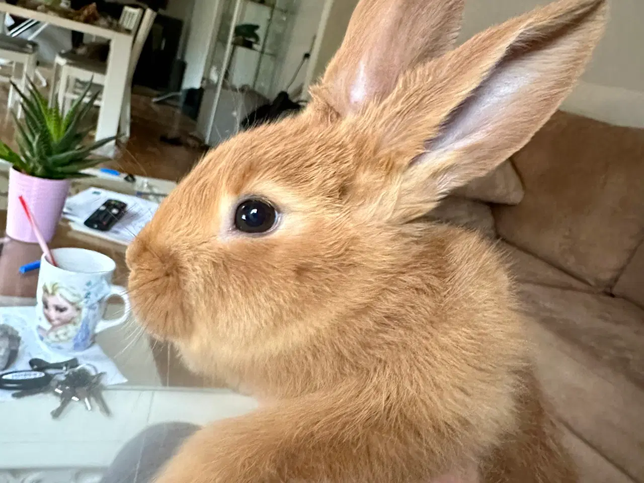 Billede 1 - Belgisk kæmpe/new Zealand