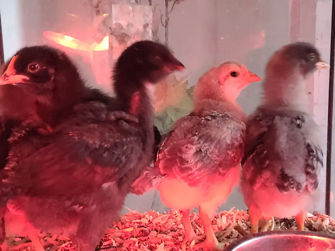 Billede 1 - 5 kyllinger sælges