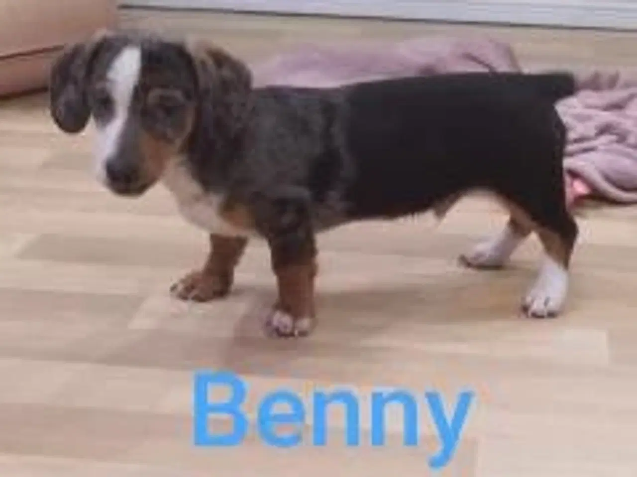 Billede 1 - Danmarks sødeste Gravhund