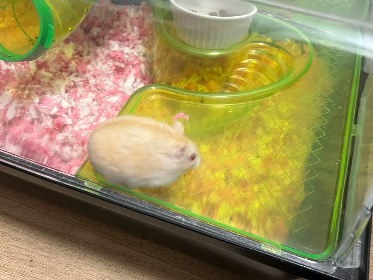 Billede 2 - Hamster med bur