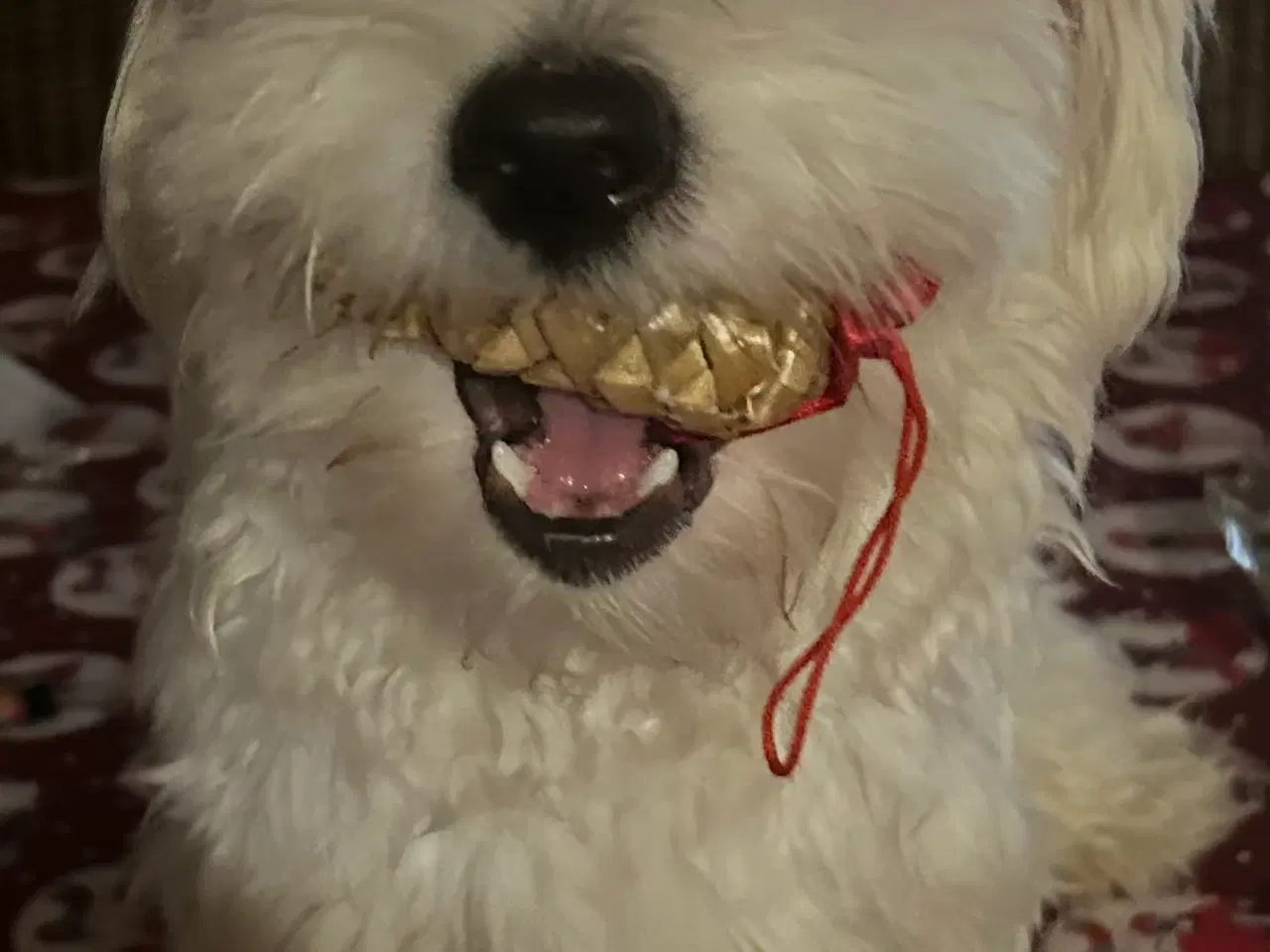 Billede 3 - Hund