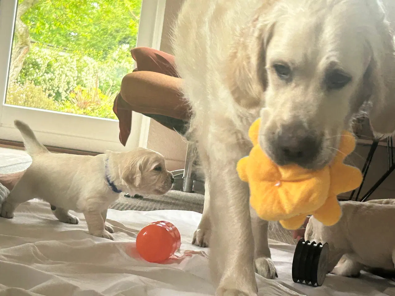 Billede 6 - Skønne gyldne Golden Retriever hvalpe