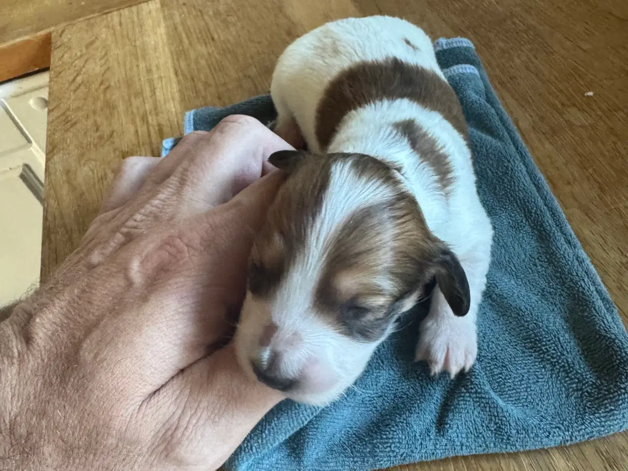 Billede 8 - Langhåret dværg gravhunde hvalpe 