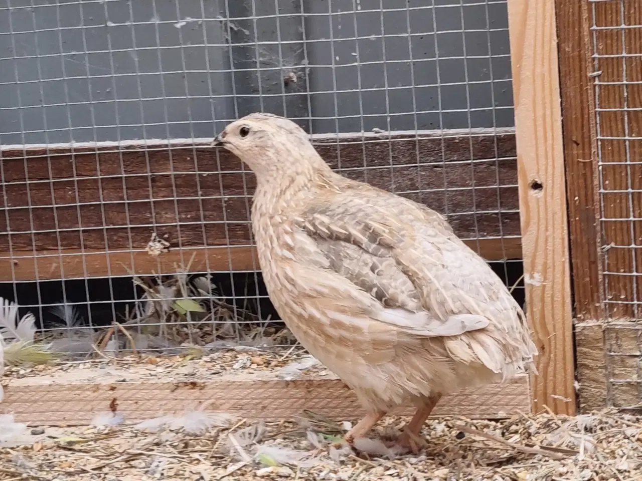 Billede 11 - Jumbo vagtler kokke 