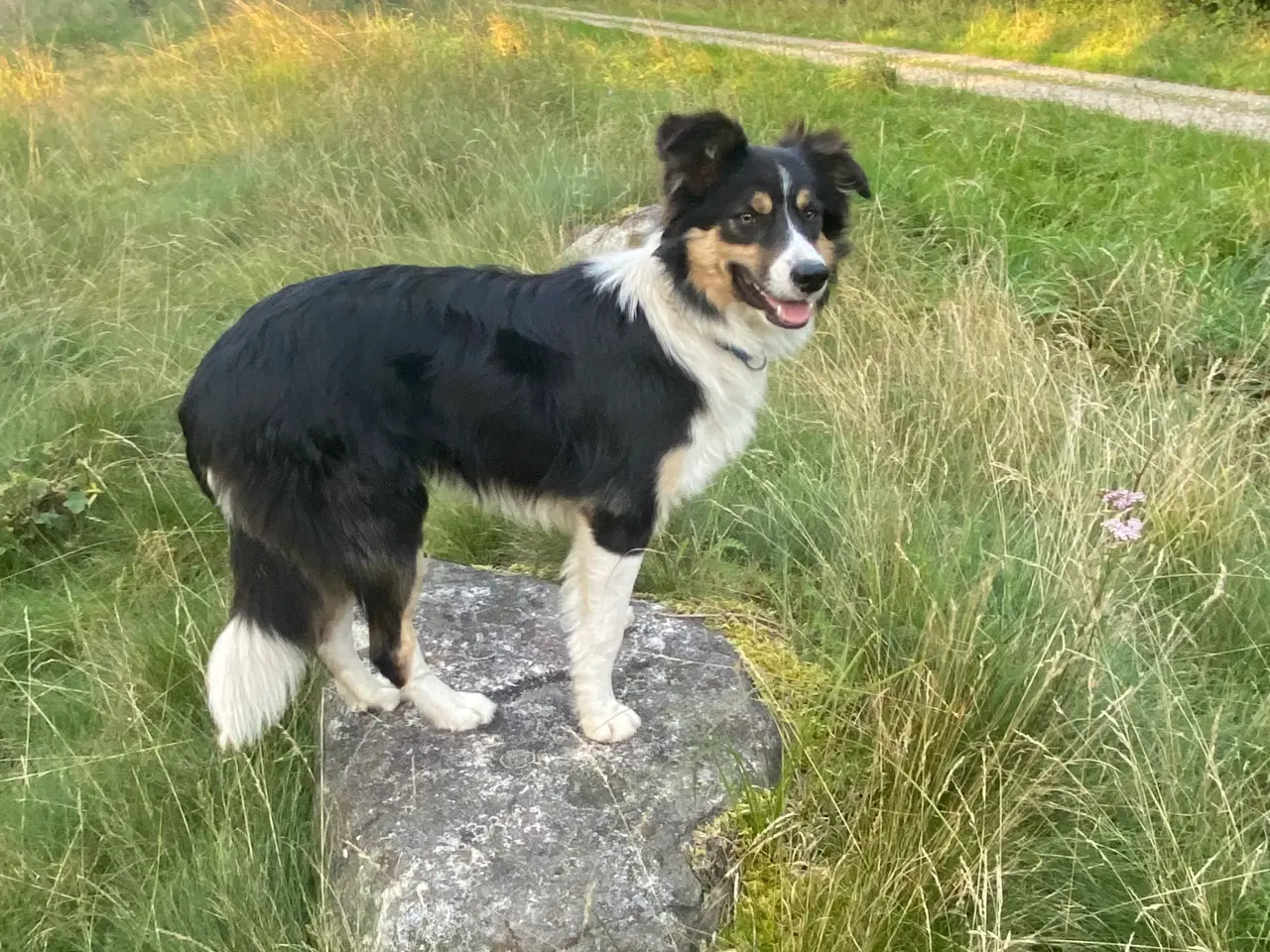 Billede 1 - Border collie dreng