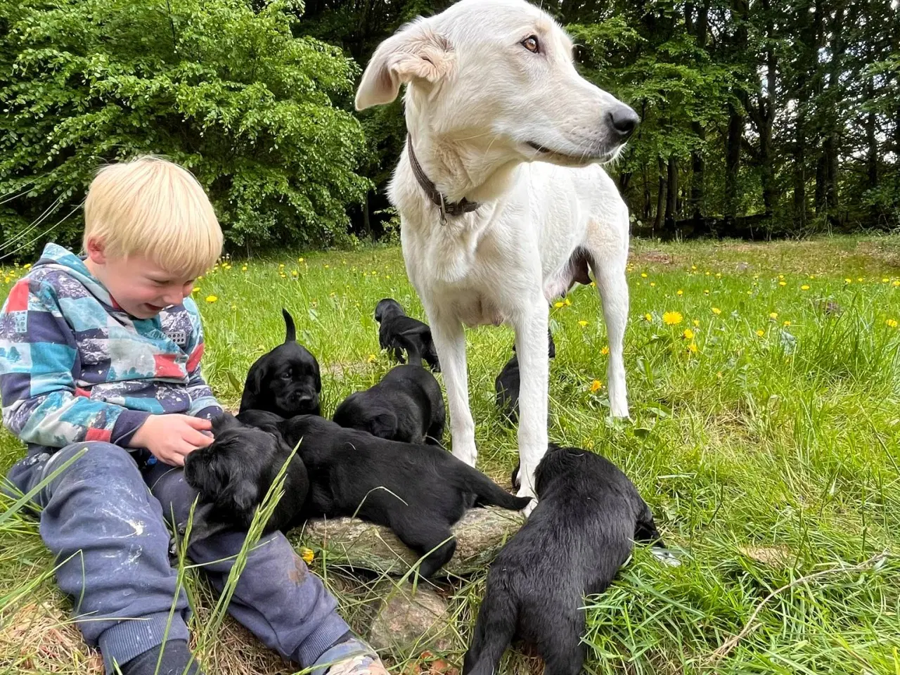 Billede 4 - Hvalpe - Golden/labrador Retriever blandinger