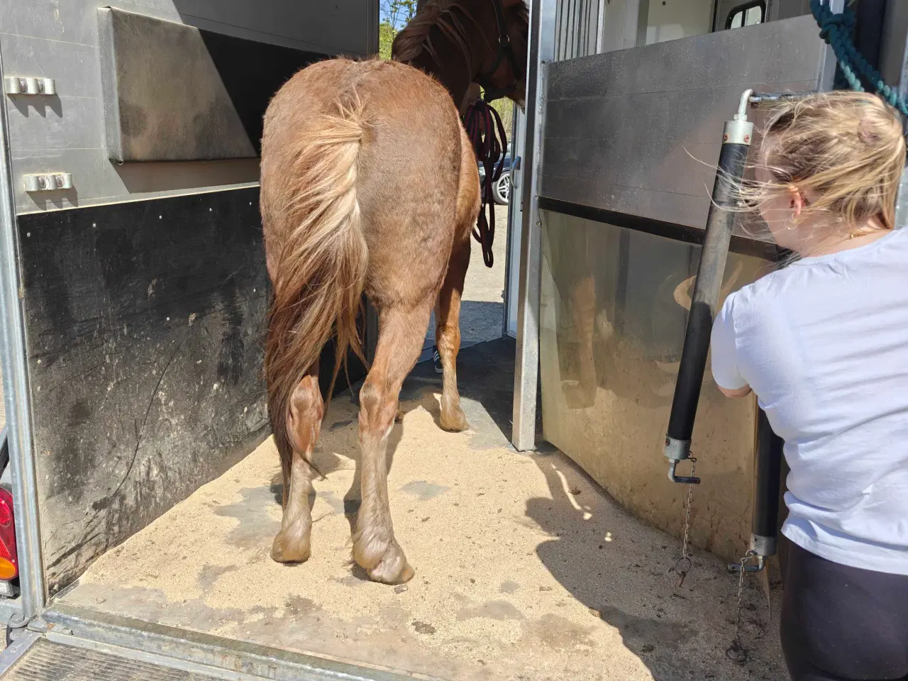 Billede 5 - Welsh pony vallak