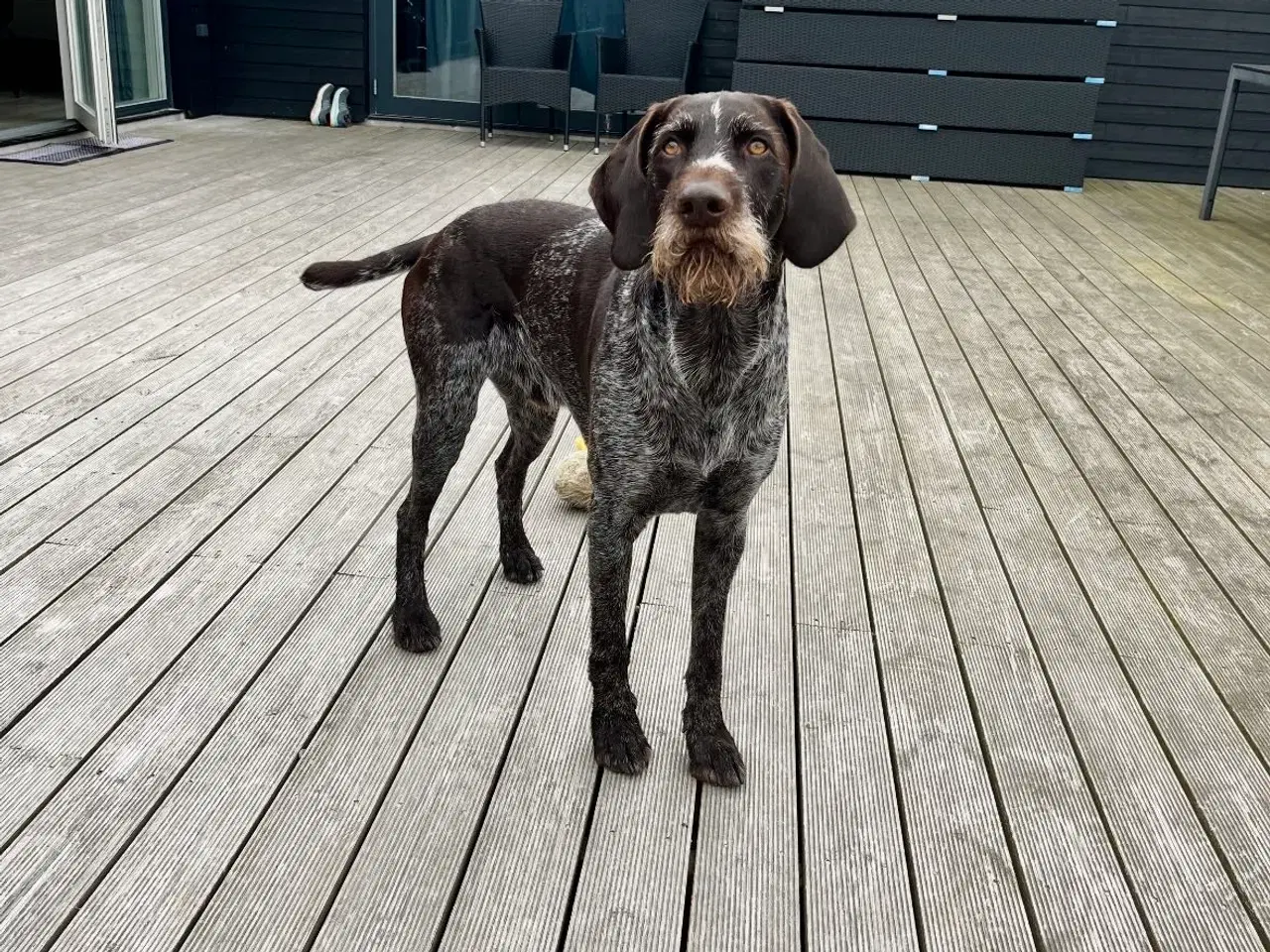 Billede 8 - Ruhår hønsehund hvalpe