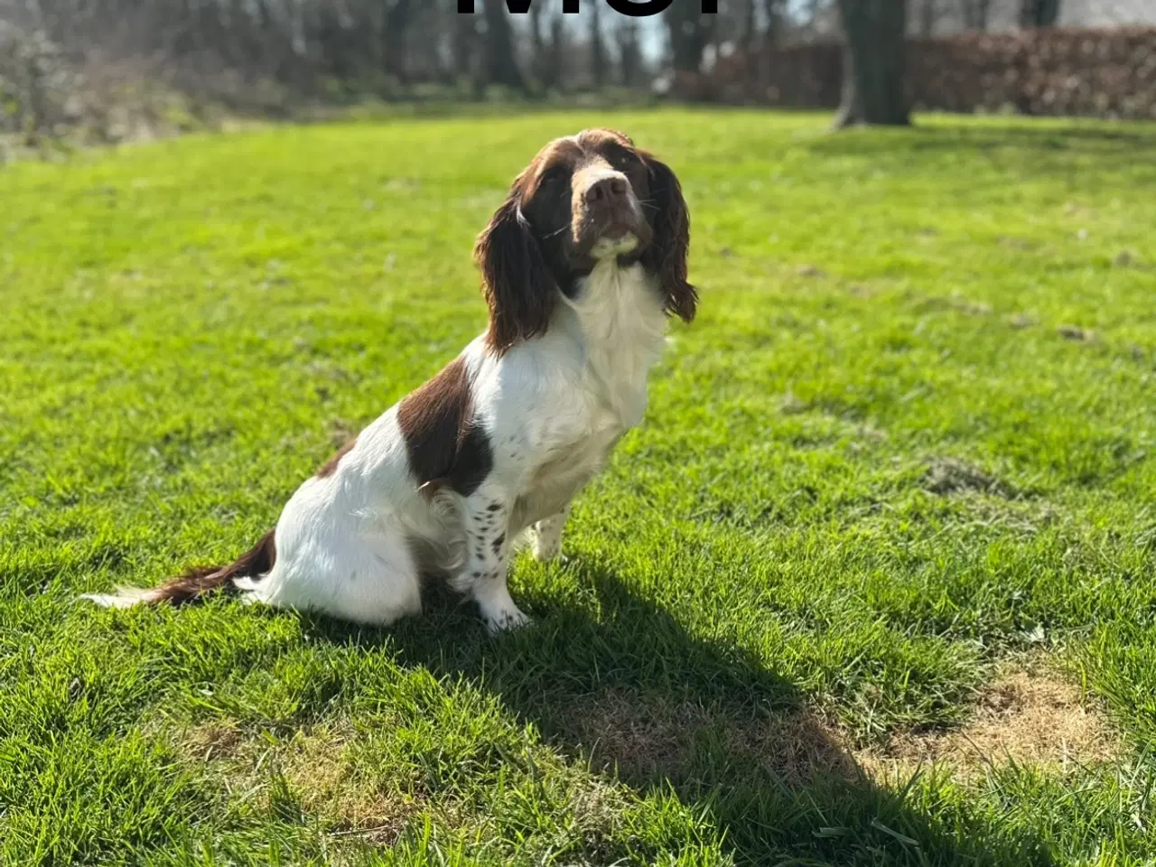 Billede 6 - Ft springer spaniel hvalpe 