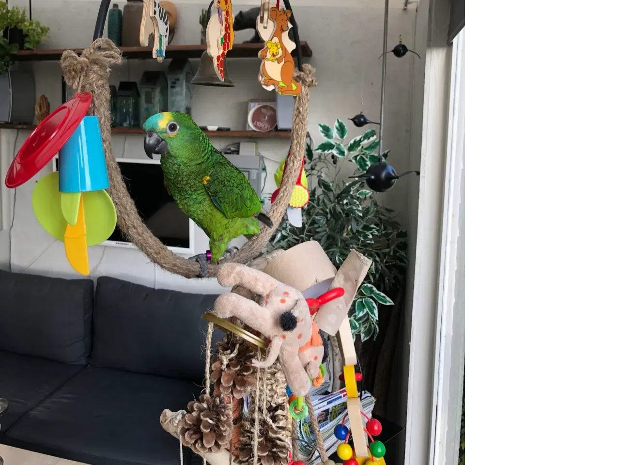Billede 5 - Super sød Amazone papegøje