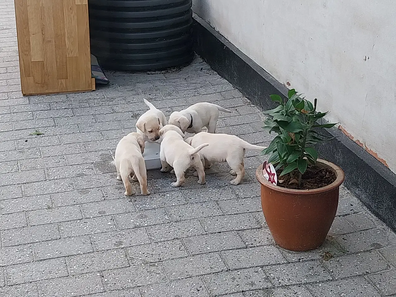 Billede 3 - Gule Labrador hvalpe.