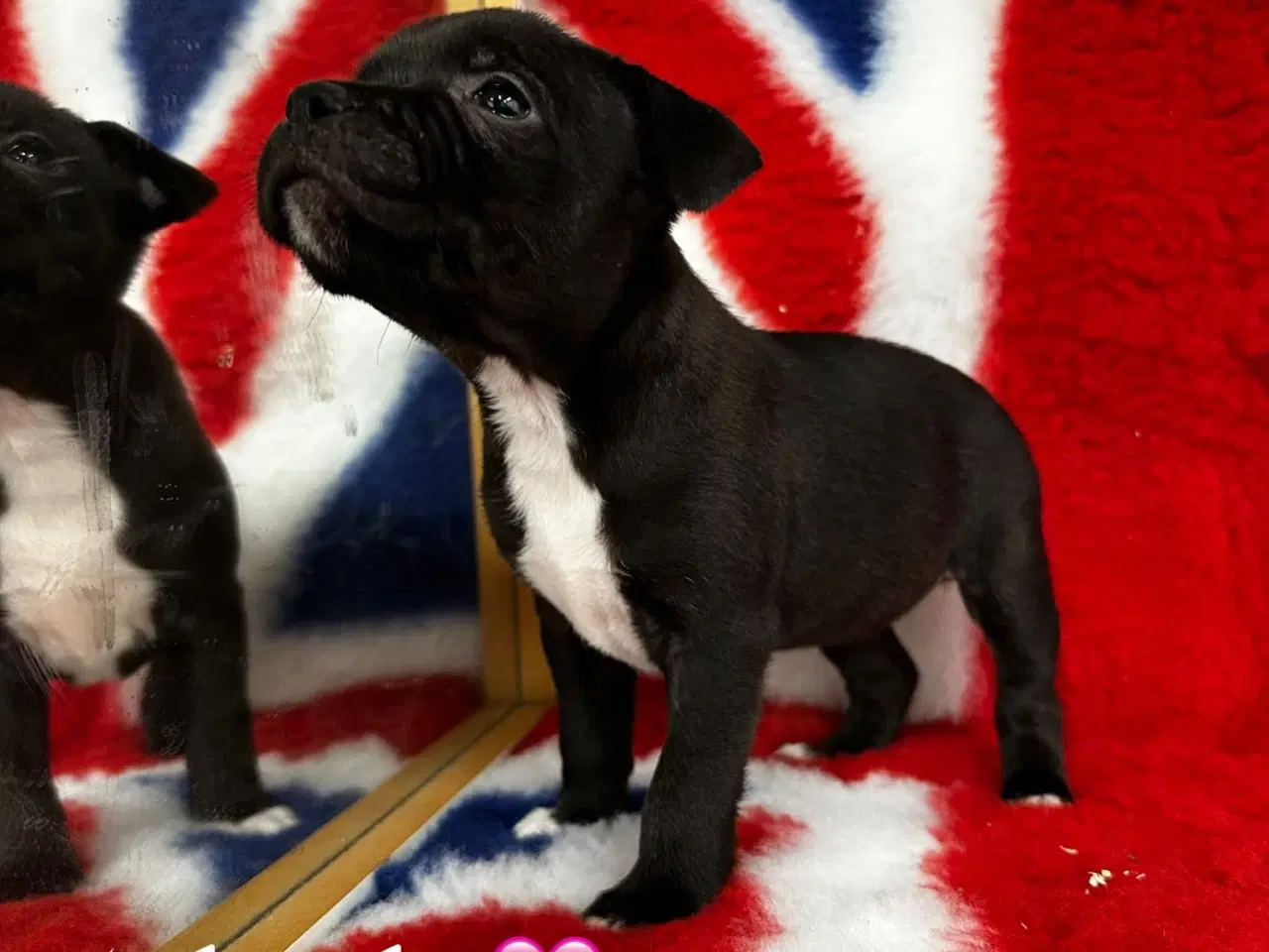 Billede 5 - Staffordshire Bull terrier hvalpe🩵🩷