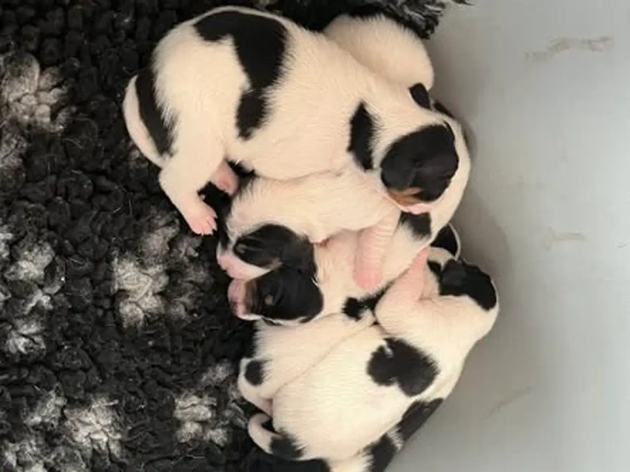 Billede 3 - Dansk Svensk Gårdhund